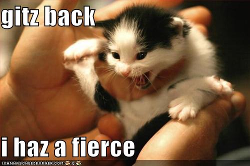 funny-pictures-kitten-is-sort-of-fierce.jpg